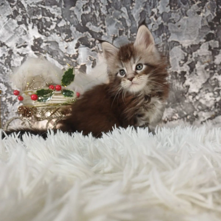 Litter B2 Maine Coon Kittens | Kittens for sale. 