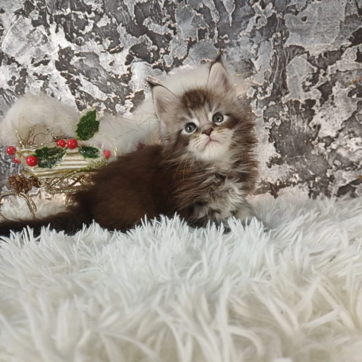 Litter B2 Maine Coon Kittens | Kittens for sale. 