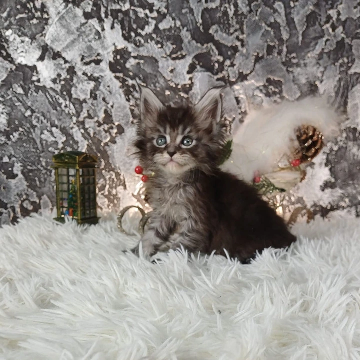 Litter B3  Maine Coon Kittens | Kitten for sale. 