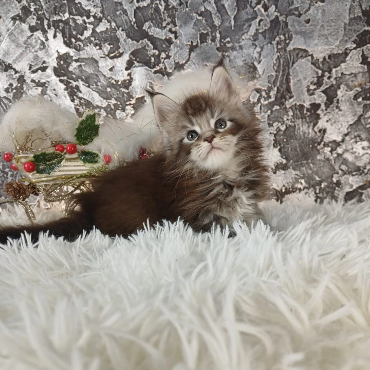 Litter B3  Maine Coon Kittens | Kitten for sale. 