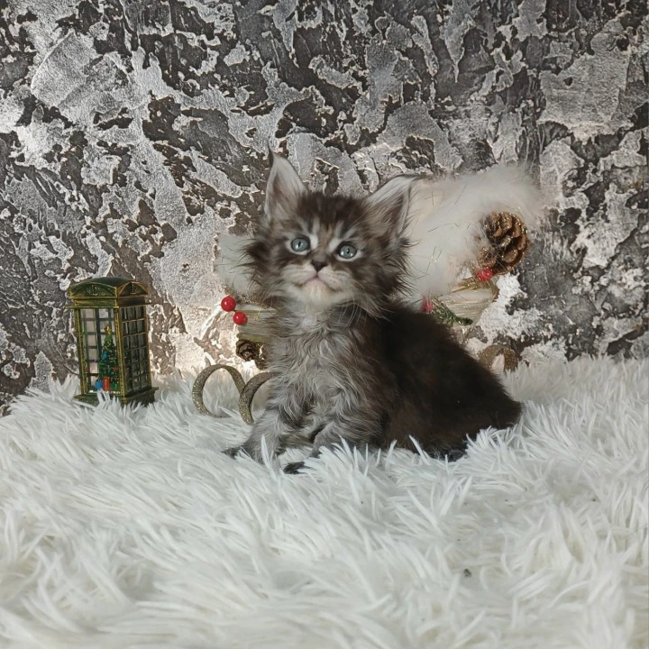 Litter B3  Maine Coon Kittens | Kitten for sale. 