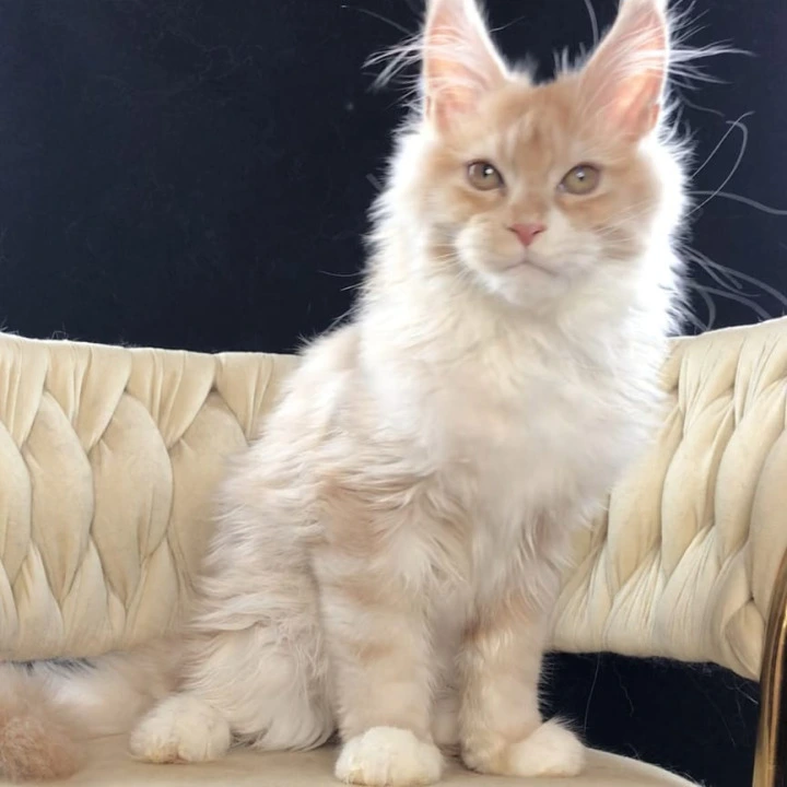 Potap Maine Coon Kittens | Large selection of kittens. 