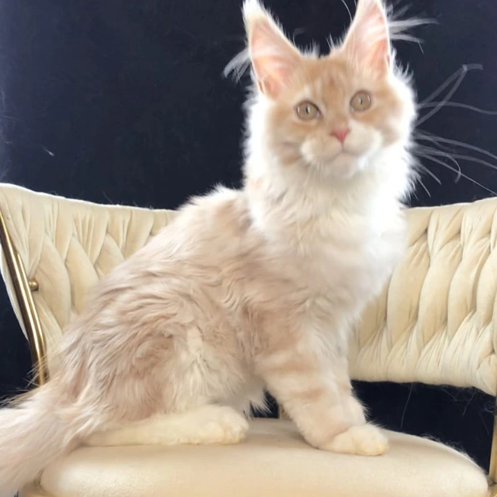 Potap Maine Coon Kittens | Large selection of kittens. 