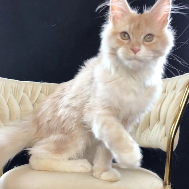 Potap Maine Coon Kittens | Large selection of kittens. 