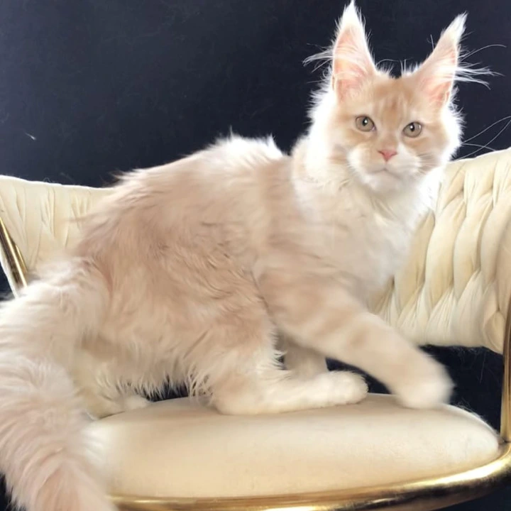 Potap Maine Coon Kittens | Large selection of kittens. 