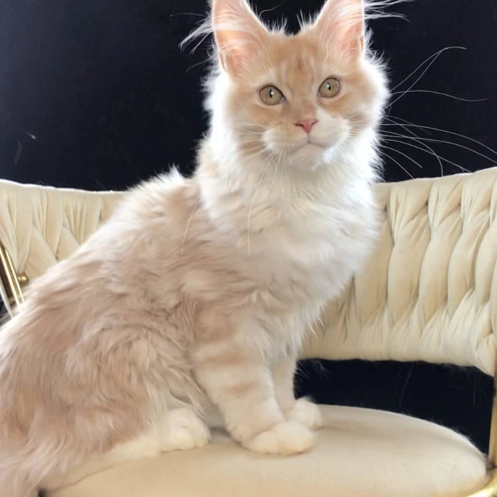 Potap Maine Coon Kittens | Large selection of kittens. 