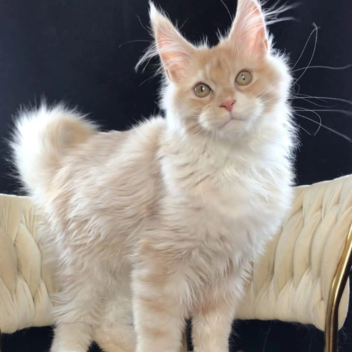 Potap Maine Coon Kittens | Large selection of kittens. 