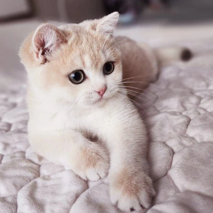 Sonik British Shorthair Kittens | Buy a kitten. 