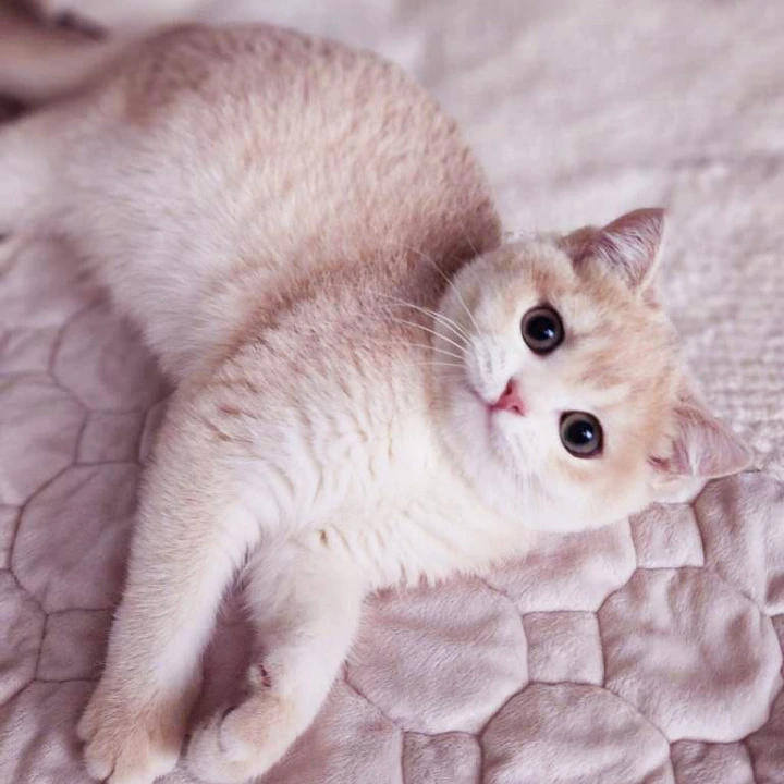 Sonik British Shorthair Kittens | Buy a kitten. 