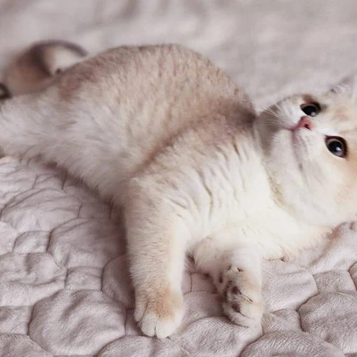 Sonik British Shorthair Kittens | Buy a kitten. 