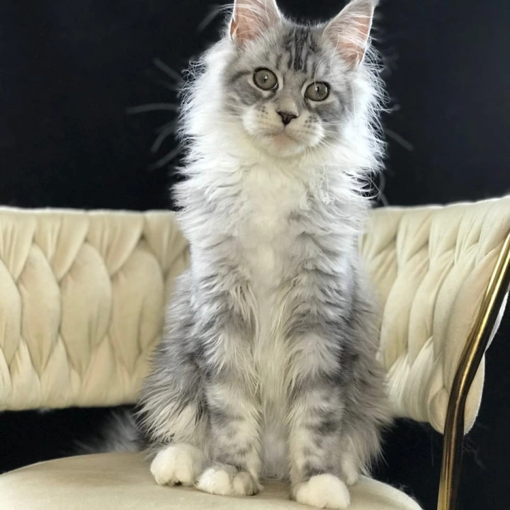 Pavlinka Maine Coon Kittens | Buy a kitten. 