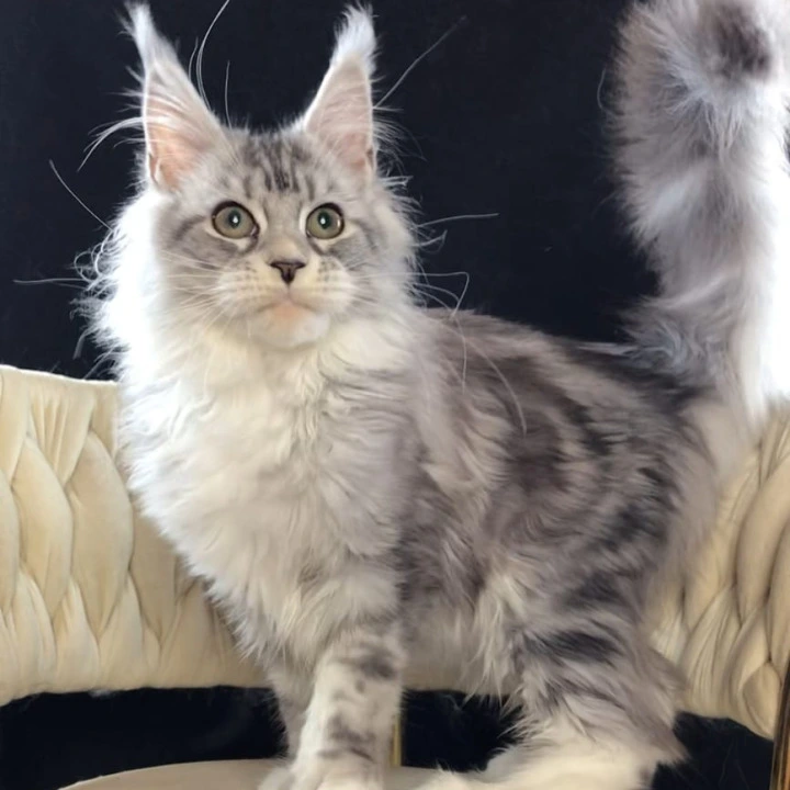 Pavlinka Maine Coon Kittens | Buy a kitten. 