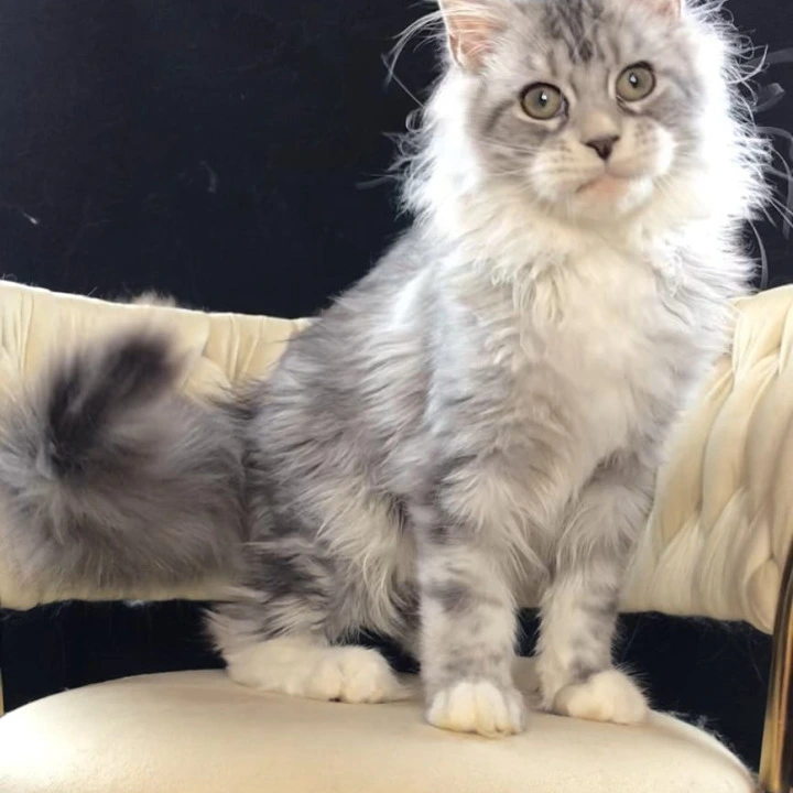 Pavlinka Maine Coon Kittens | Buy a kitten. 