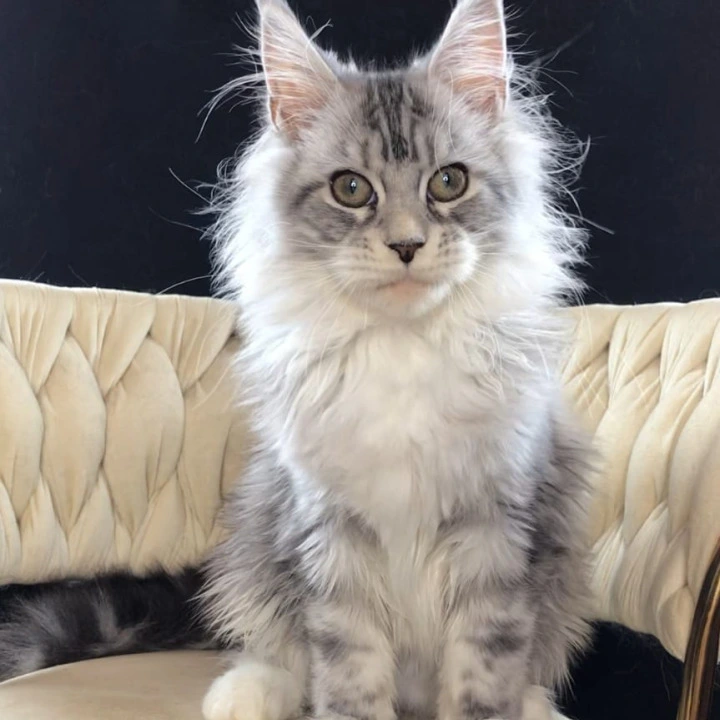 Pavlinka Maine Coon Kittens | Buy a kitten. 