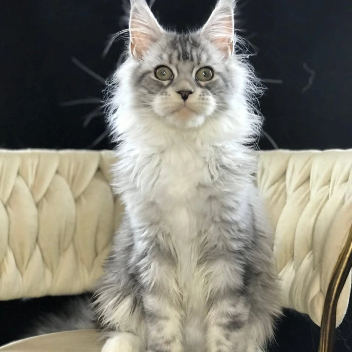 Pavlinka Maine Coon Kittens | Buy a kitten. 