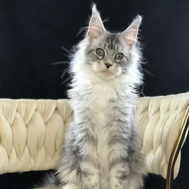Pavlinka Maine Coon Kittens | Buy a kitten. 