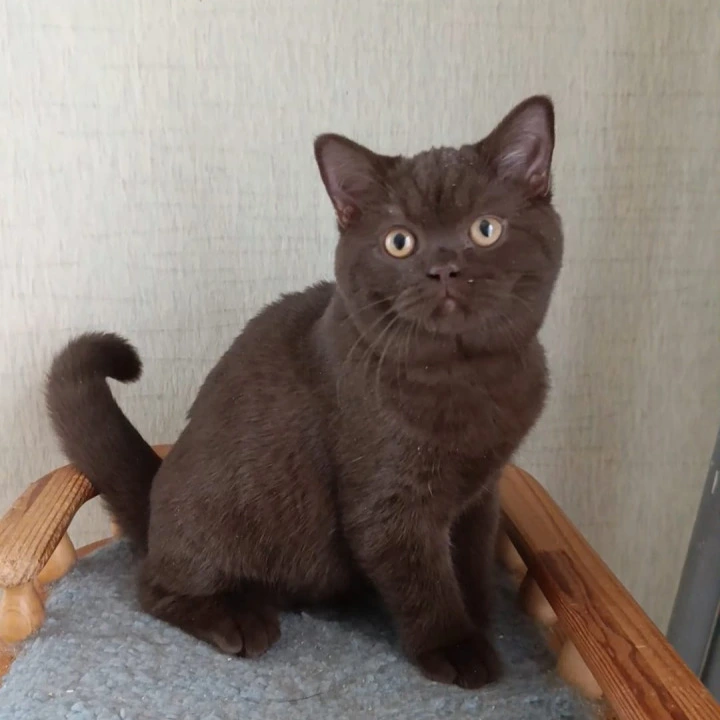 Cassandra British Shorthair Kittens | Large selection of kittens.