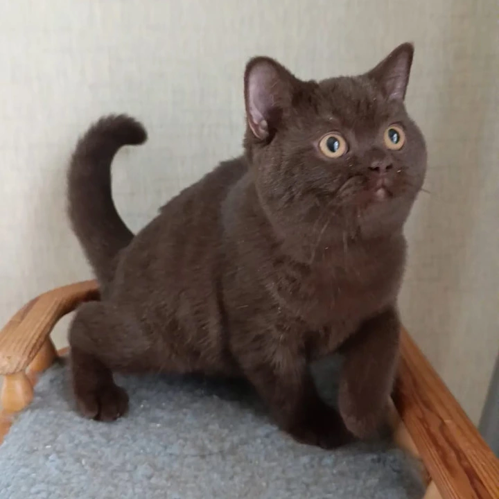 Cassandra British Shorthair Kittens | Large selection of kittens. 