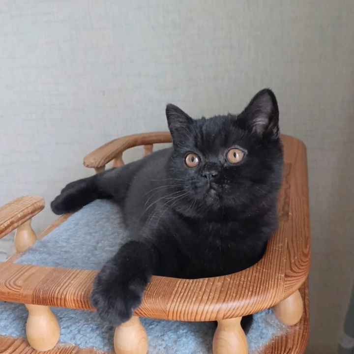 Cassia British Shorthair Kittens | Kittens for sale.