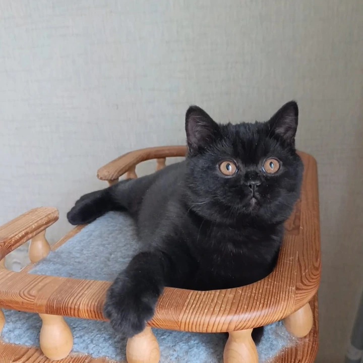 Cassia British Shorthair Kittens | Kittens for sale.