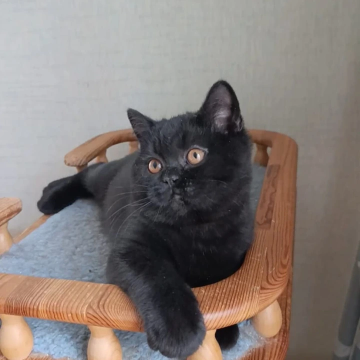 Cassia British Shorthair Kittens | Kittens for sale.