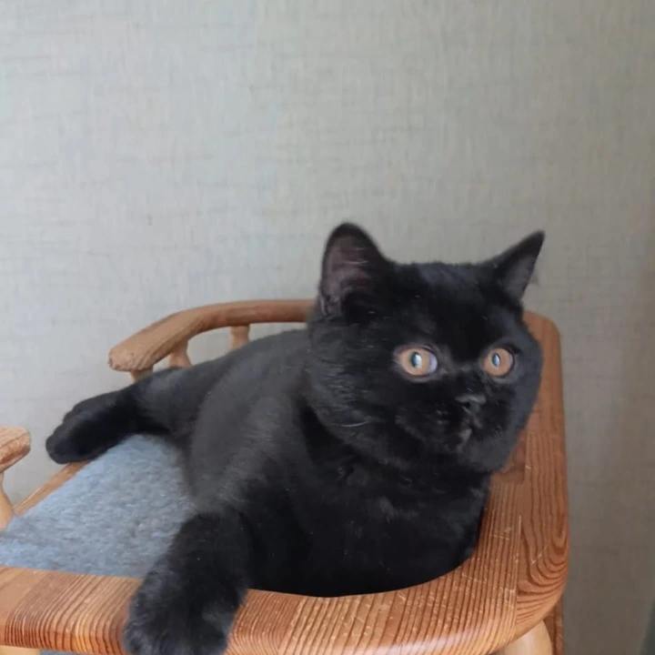 Cassia British Shorthair Kittens | Kittens for sale. 