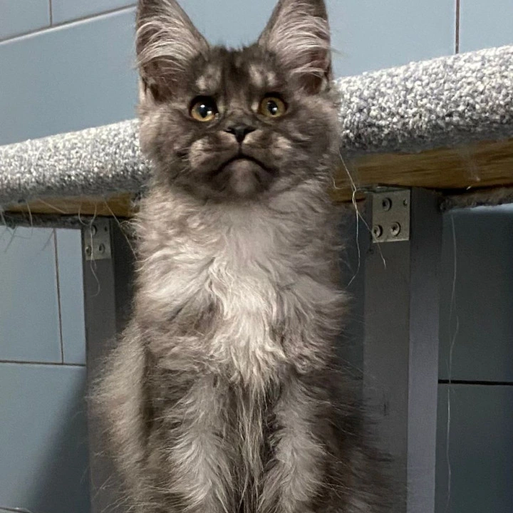 Gold Rush Maine Coon Kittens | Kittens for sale. 