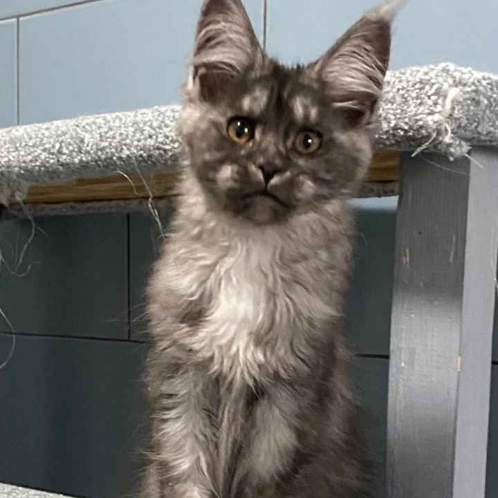 Gold Rush Maine Coon Kittens | Kittens for sale. 