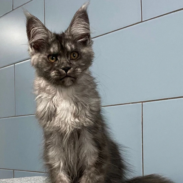 Gold Rush Maine Coon Kittens | Kittens for sale. 