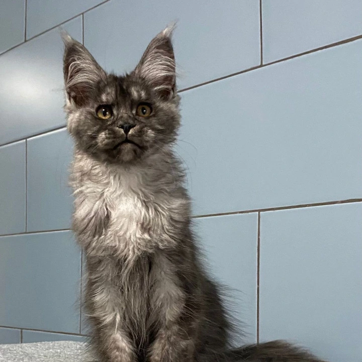 Gold Rush Maine Coon Kittens | Kittens for sale. 
