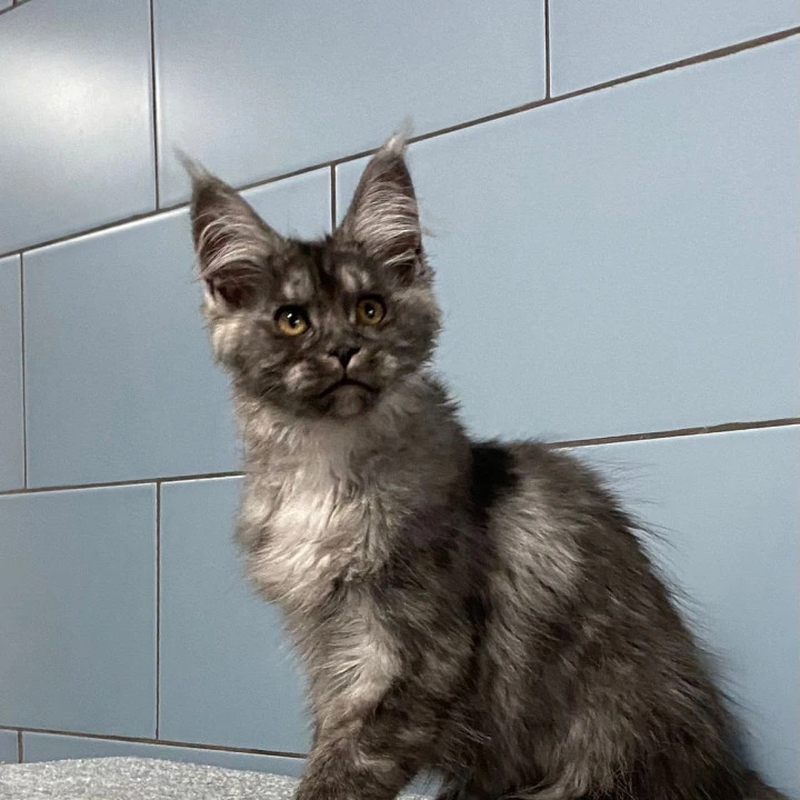 Gold Rush Maine Coon Kittens | Kittens for sale. 