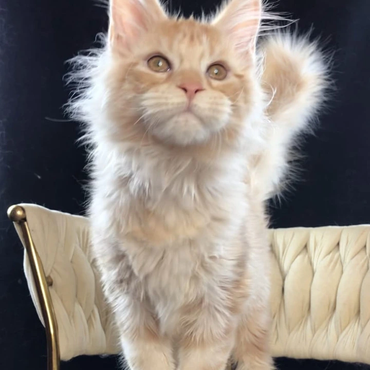 Prince Maine Coon Kittens | Large selection of kittens. 