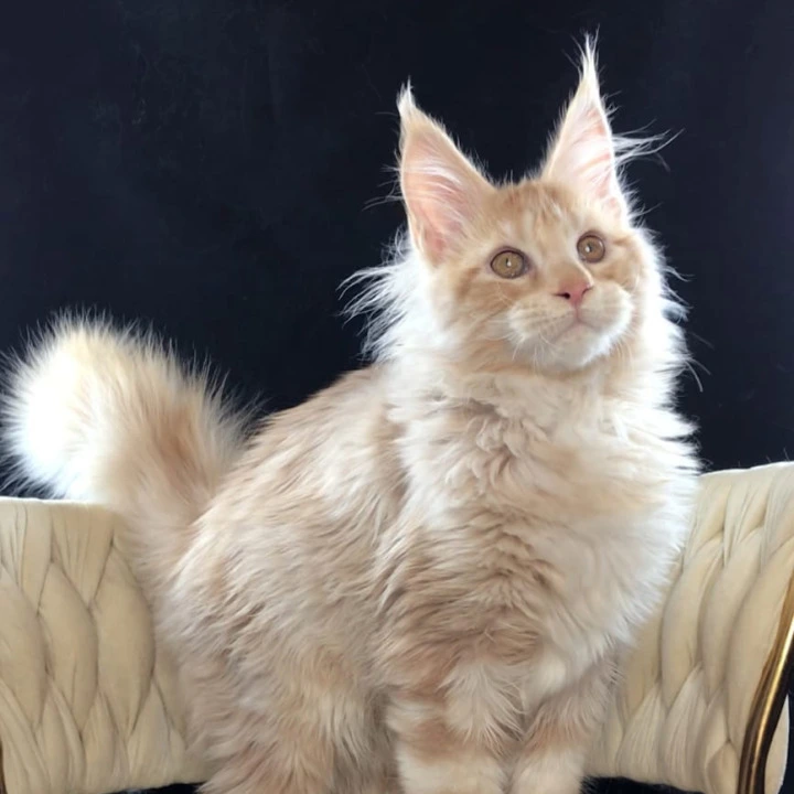 Prince Maine Coon Kittens | Large selection of kittens. 