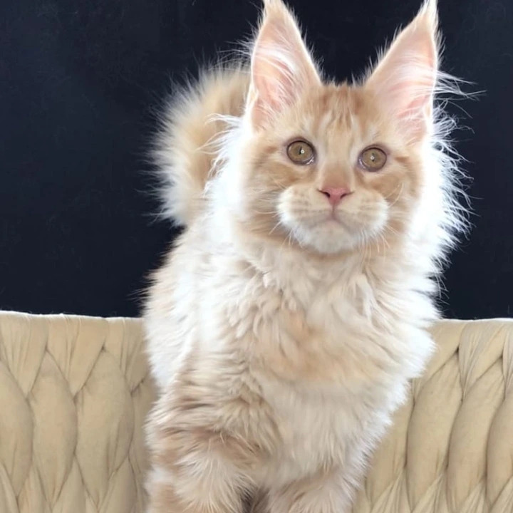 Prince Maine Coon Kittens | Large selection of kittens. 