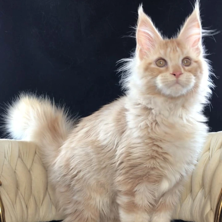 Prince Maine Coon Kittens | Large selection of kittens. 