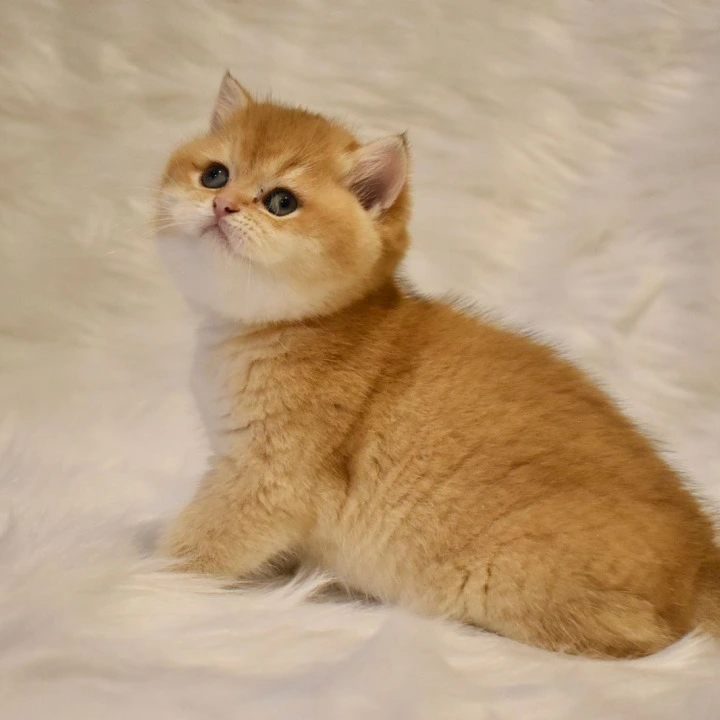 Litter D1  British Shorthair Kittens | Buy a kitten. 