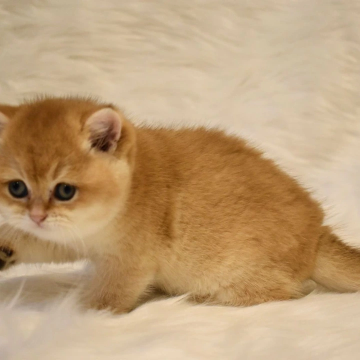 Litter D1  British Shorthair Kittens | Buy a kitten. 