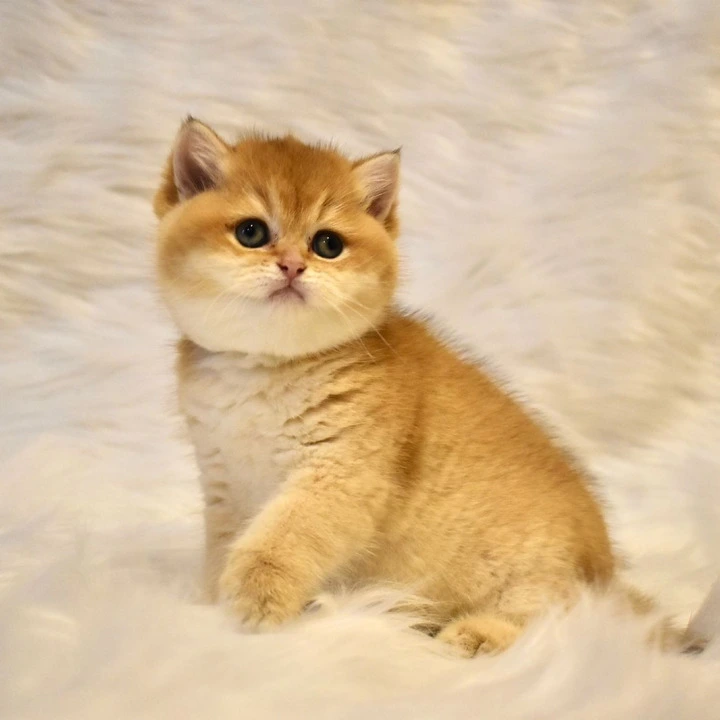 Litter D1  British Shorthair Kittens | Buy a kitten. 