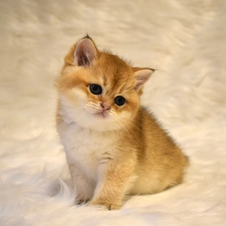 Litter D2  British Shorthair Kittens | Kitten for sale. 