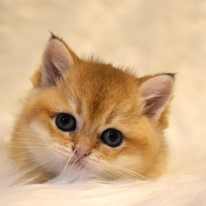 Litter D2  British Shorthair Kittens | Kitten for sale. 