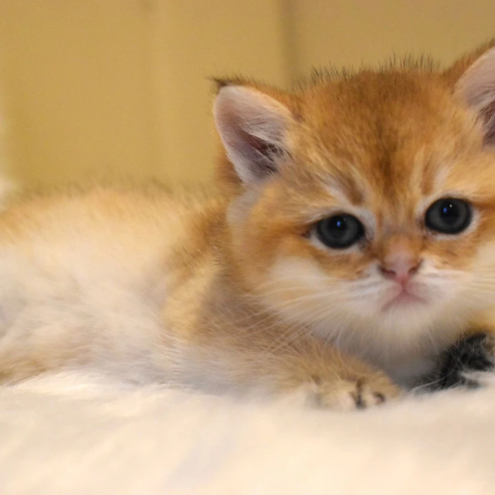 Litter D2 British Shorthair Kittens | Kitten for sale.