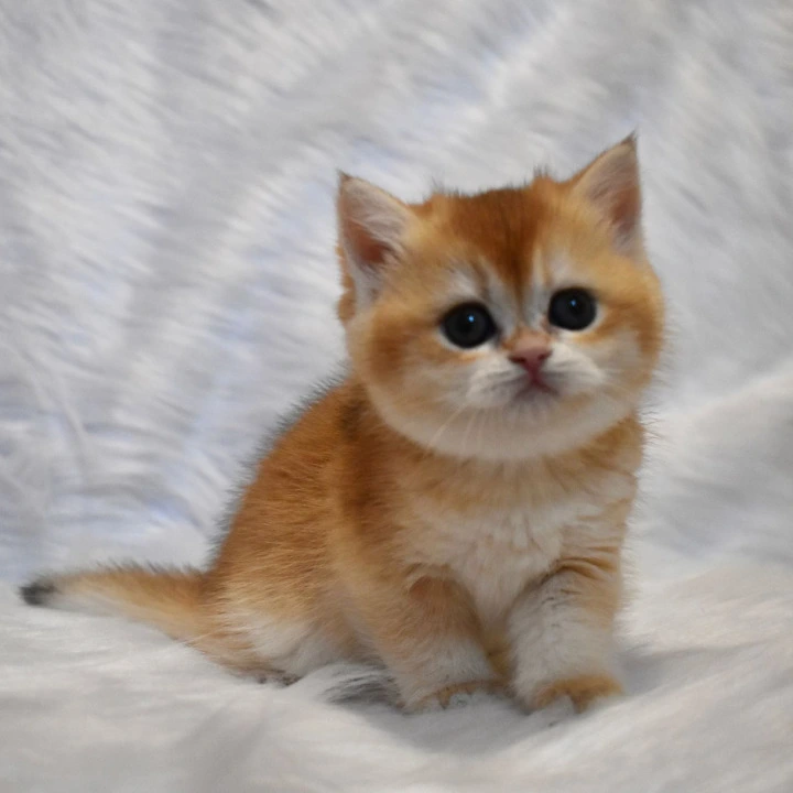 Litter E1  British Shorthair Kittens | Kittens for sale. 