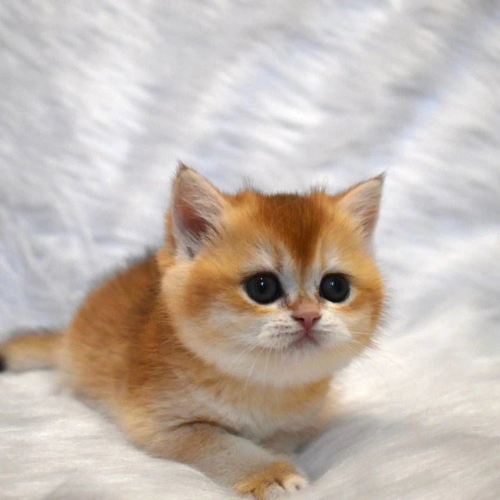 Litter E1  British Shorthair Kittens | Kittens for sale. 