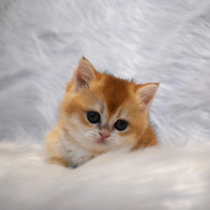 Litter E1  British Shorthair Kittens | Kittens for sale. 