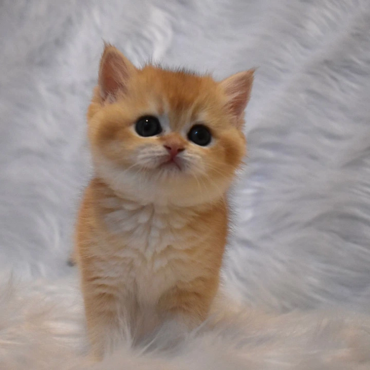 Litter E2 British Shorthair Kittens | Kitten for sale. 