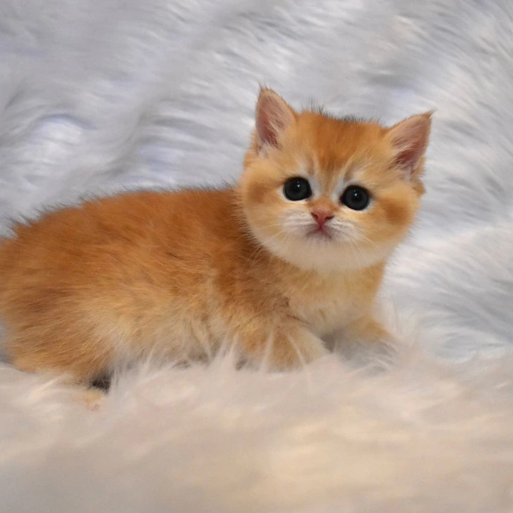 Litter E2 British Shorthair Kittens | Kitten for sale. 