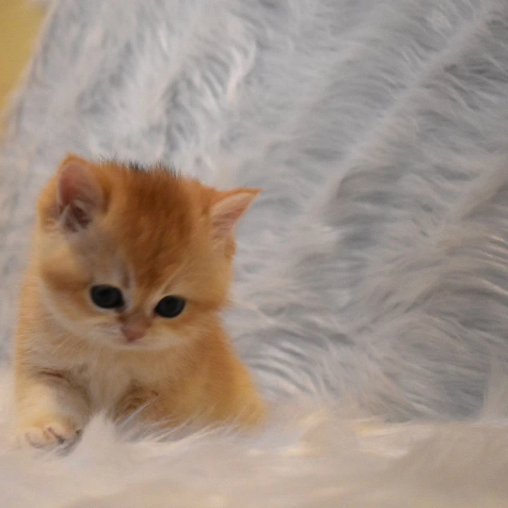 Litter E2 British Shorthair Kittens | Kitten for sale. 