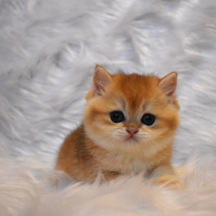 Litter E3 British Shorthair Kittens | Kitten for sale. 