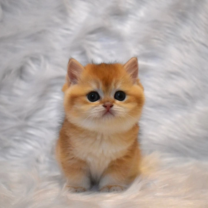 Litter E3 British Shorthair Kittens | Kitten for sale. 