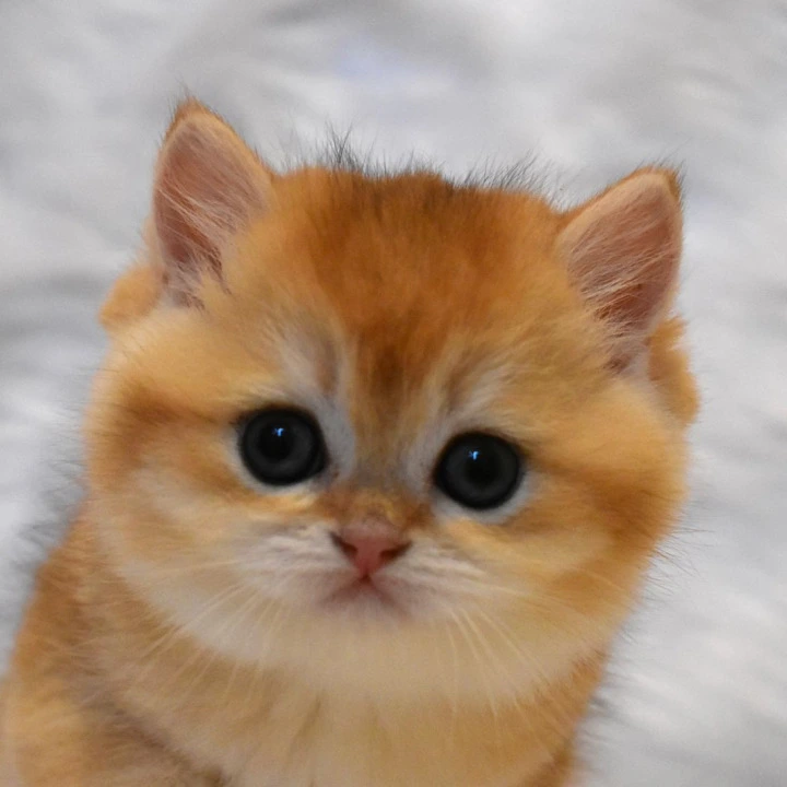 Litter E3 British Shorthair Kittens | Kitten for sale. 